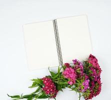 buds of a blooming Turkish carnation on a white background and an open notebook photo