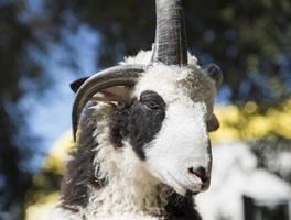 portrait of a ram with horns photo