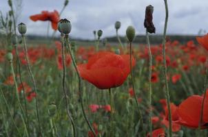 red poppy in the field among the grass photo