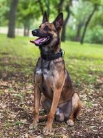 Belgian Shepherd Malinois with open mouth photo