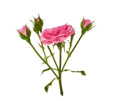 capullo de una rosa rosa floreciente sobre un fondo blanco foto