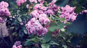 branch with blooming pink rose buds and green leaves, close up photo