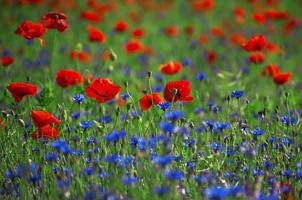 campo con amapolas rojas y acianos azules foto