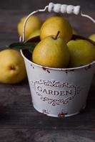 Ripe yellow pears in white metal bucket on gray wooden background photo
