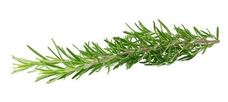Fresh branches of rosemary with green leaves isolated on white background. Spice for meat, fish photo