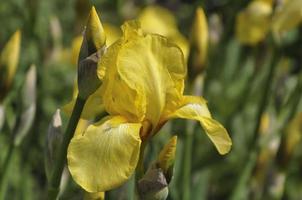 Yellow irises blooming in a garden, macro photo