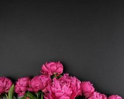 bunch of red peonies with green leaves on a black background photo