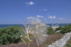 dandelion in the wind blows photo