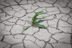 Green grass grew in dry cracked ground photo