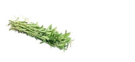 fresh sprig of rosemary with green leaves isolated on white background, fragrant seasoning photo