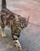 walking along the street striped gray cat with blue eyes photo