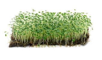 chia sprouts with green leaves on white background, microgreen. Additive to salads and drinks, detox photo