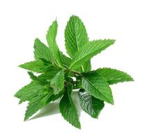 sprig of peppermint with green leaves on a white isolated background. Culinary spice for drinks and food photo