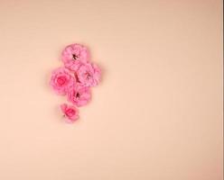 blooming buds of pink roses on a beige background photo