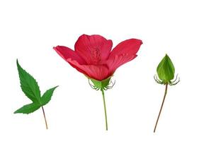 set of red blooming hibiscus bud, green leaf and unblown box photo