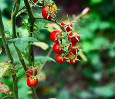 bunch of ripe red cherry tomatoes on a green bush photo