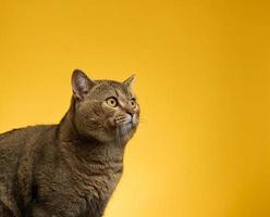portrait of an adult gray Scottish straight cat on a yellow background photo