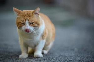 Adult red -haired white cat sits on the street photo