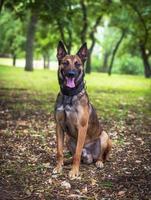 Belgian Shepherd Malinois with open mouth sitting on the green grass photo