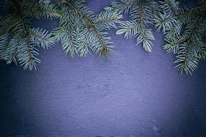 green spruce branch on a black background photo