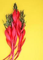 pink flower of Billbergia on a yellow background photo
