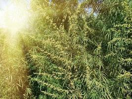 large growing green hemp bushes on a summer day photo