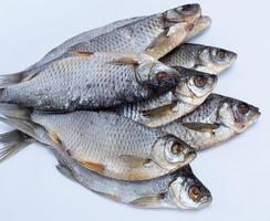 dried fish ram on a white background photo