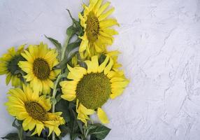 bouquet of blooming yellow sunflowers photo