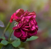 capullo rojo de una rosa floreciente foto