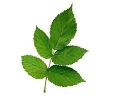 raspberry branch with a green stem and leaves on a white background photo