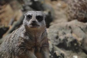 animal meerkat looks at the camera photo