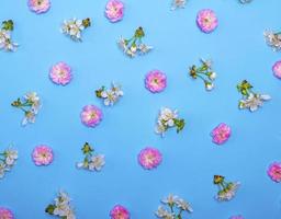 blue background with blooming white and pink flowers photo