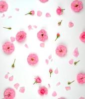 capullos florecientes de rosas rosadas sobre un fondo blanco, vista superior foto
