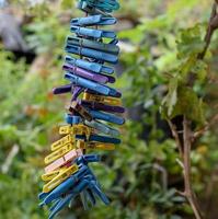 Un montón de pinzas para la ropa de colores de plástico colgantes foto