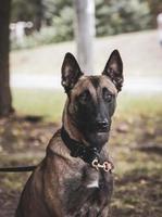 Belgian Shepherd Malinois photo