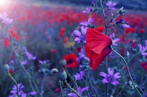 field with blooming red poppies photo