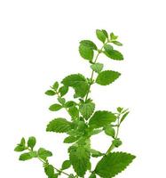 green mint branch with leaves, aromatic seasoning for desserts and cocktails photo