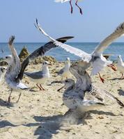 flock of seagulls on the beach on a summer sunny day photo