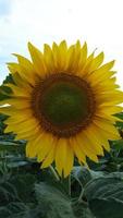 primer plano de flor de girasol foto