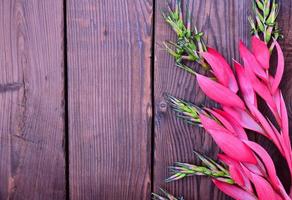 Pink flower of Billbergia on a brown wooden surface photo