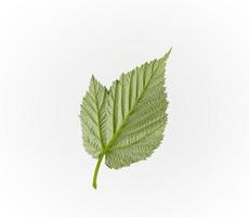 reverse structural side of a green raspberry leaf on a white background photo