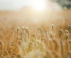 field with growing yellow ripe wheat on a summer day. Bright rays of the sun photo