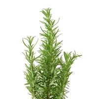 fresh branches of rosemary with green leaves isolated on white background. Spice for meat, fish photo