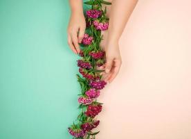 two female hands with light smooth skin and buds of a blossoming Turkish carnation photo