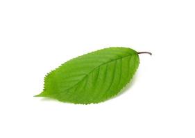 green cherry leaf isolated on white background photo