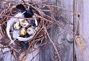 Group of quail eggs in a nest of twigs on a gray wooden surface photo