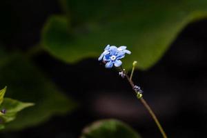 Flower forget me - not photo