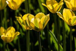 macro de tulipanes amarillos sobre un fondo de hierba verde foto