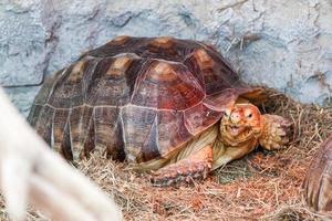 Turtles creep in the hay photo