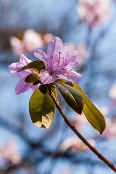 Macro of a branch of Ledum flower photo